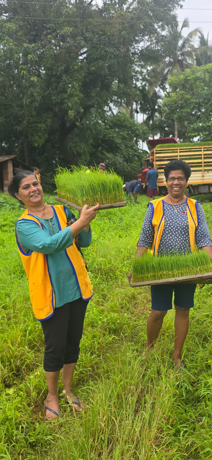 RIce Transplanation