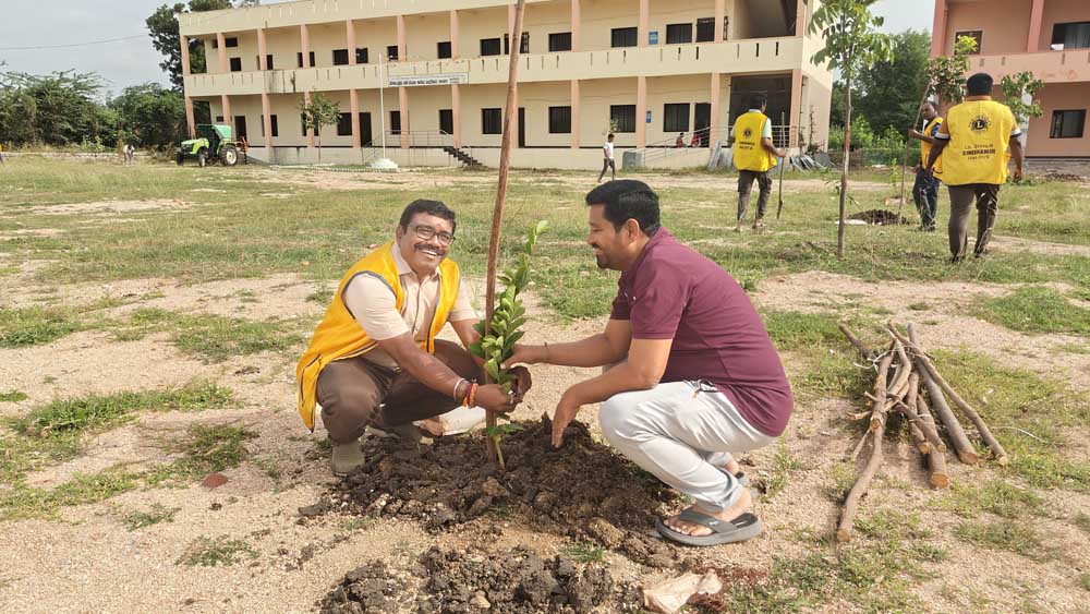 Tree plantation
