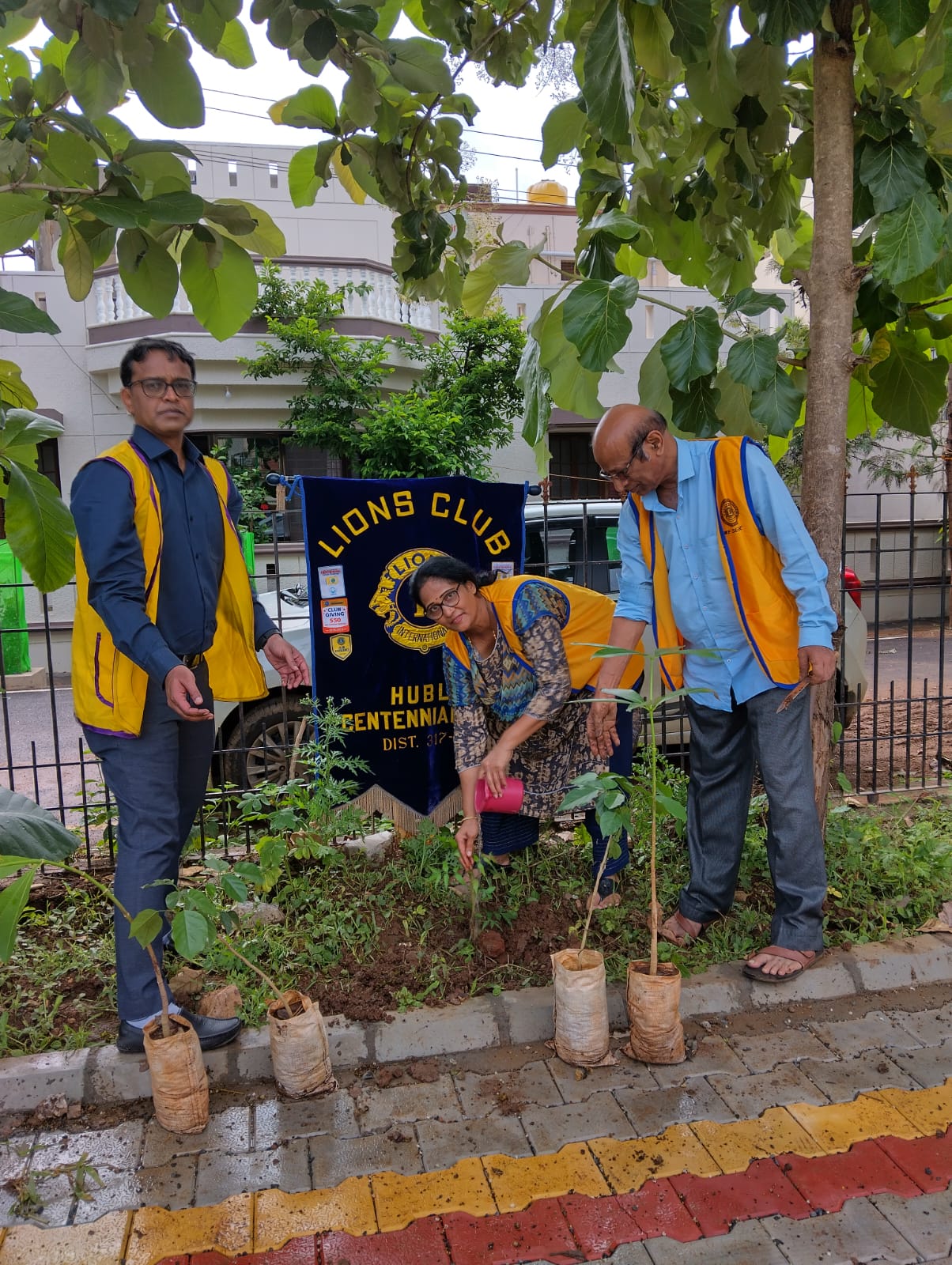 Saplings plantation