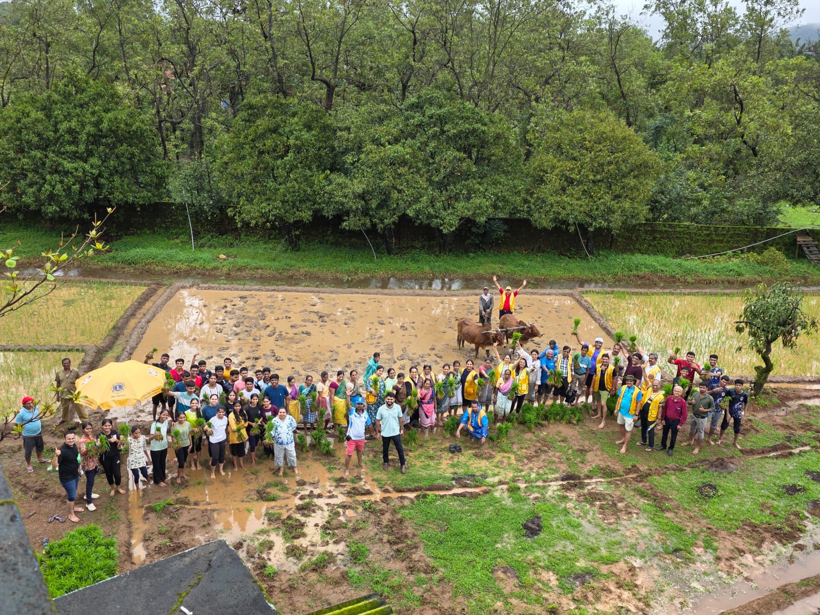 Rice Plantation at Anmod 