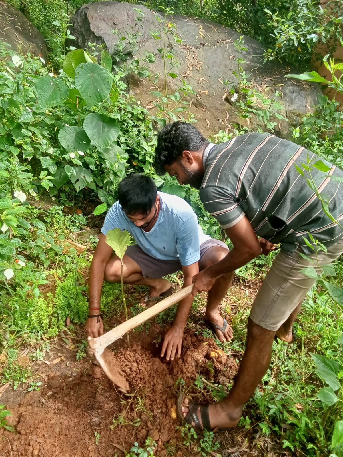 Tree planation Drive