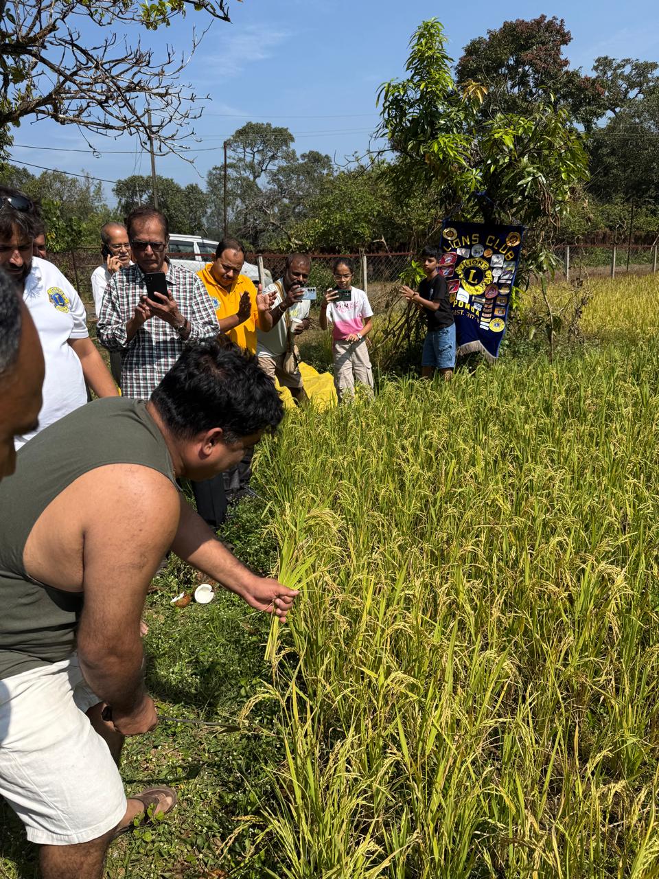 Indrayani Rice Harvesting at Anmod
