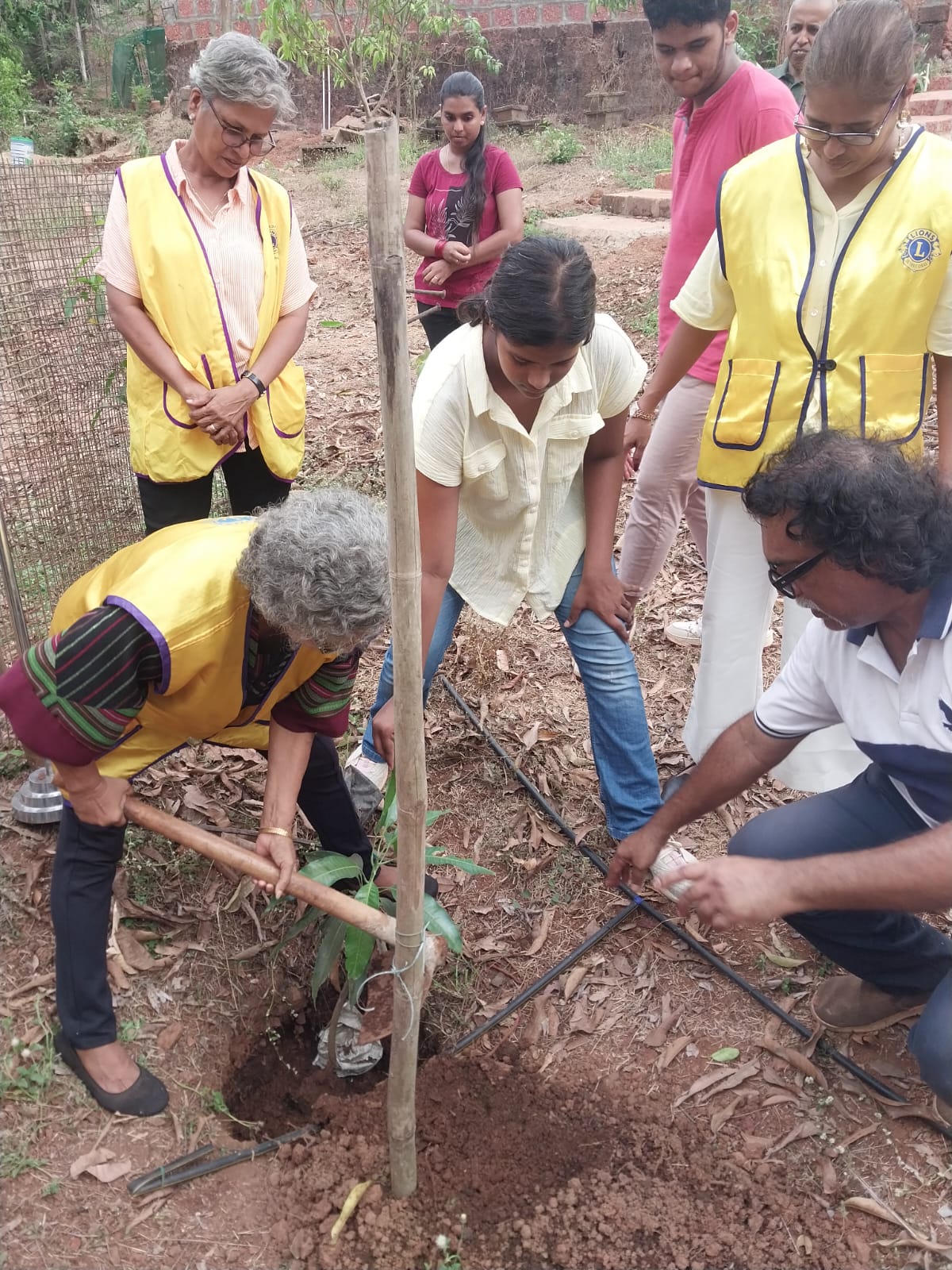 Grafts/Tree planting