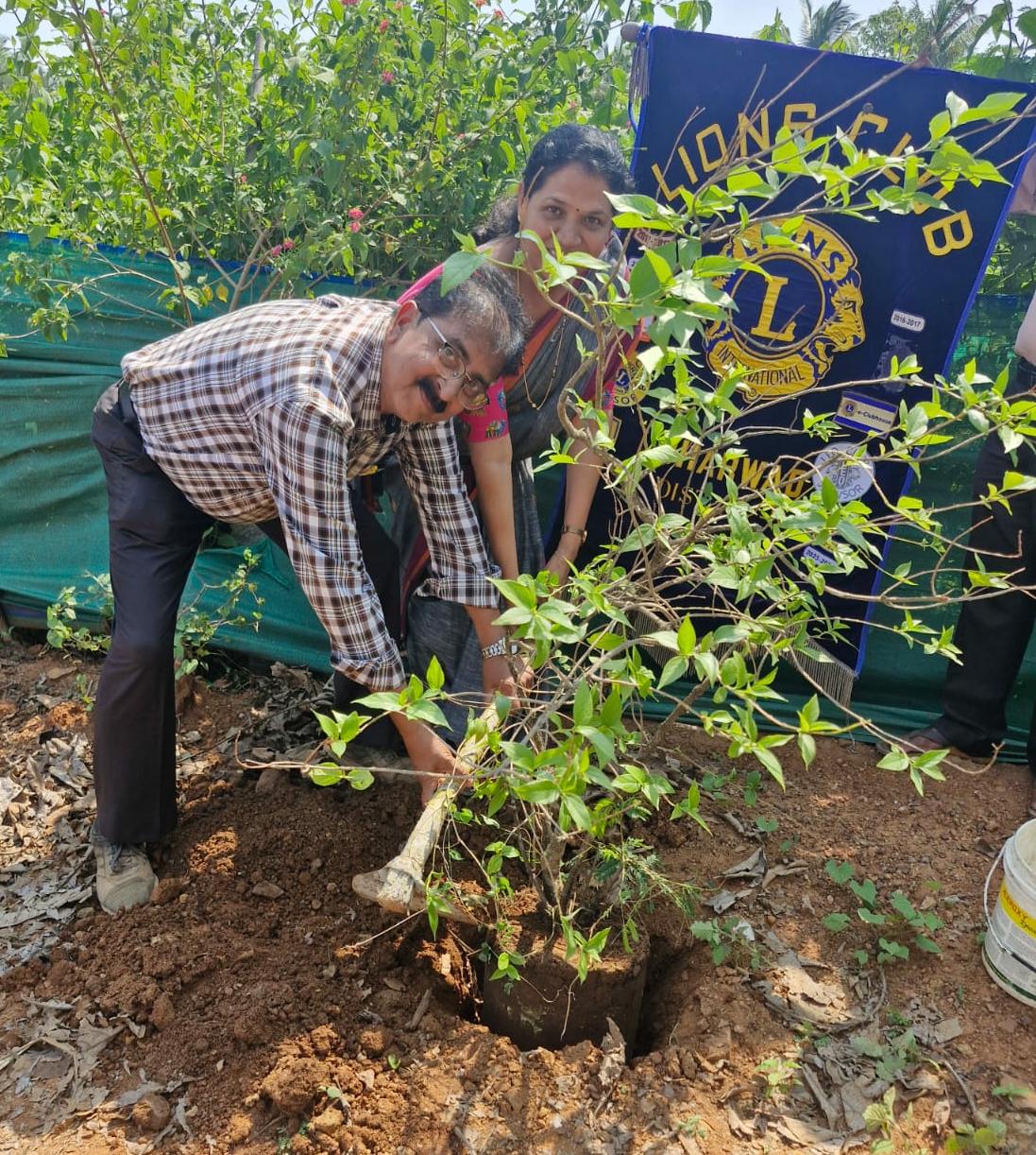 Tree plantation