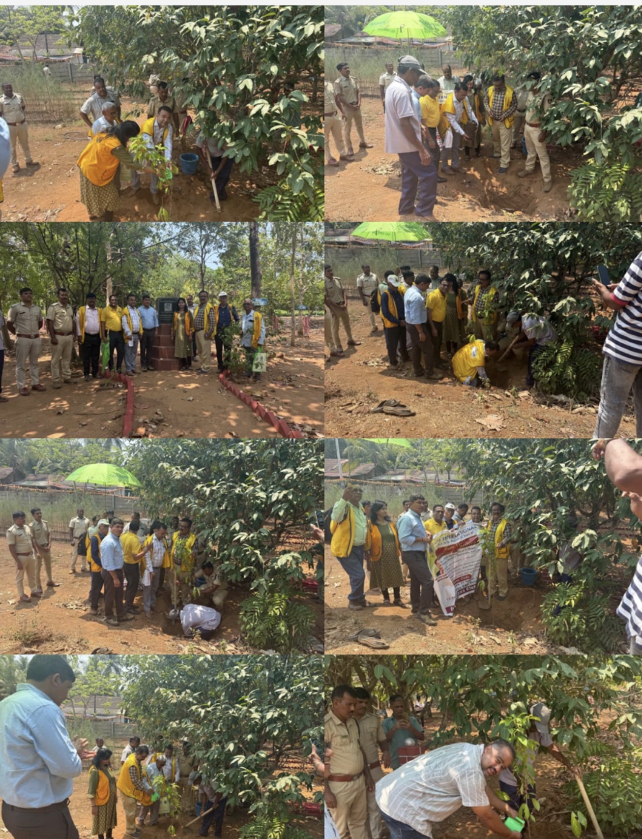 Plantation of trees 