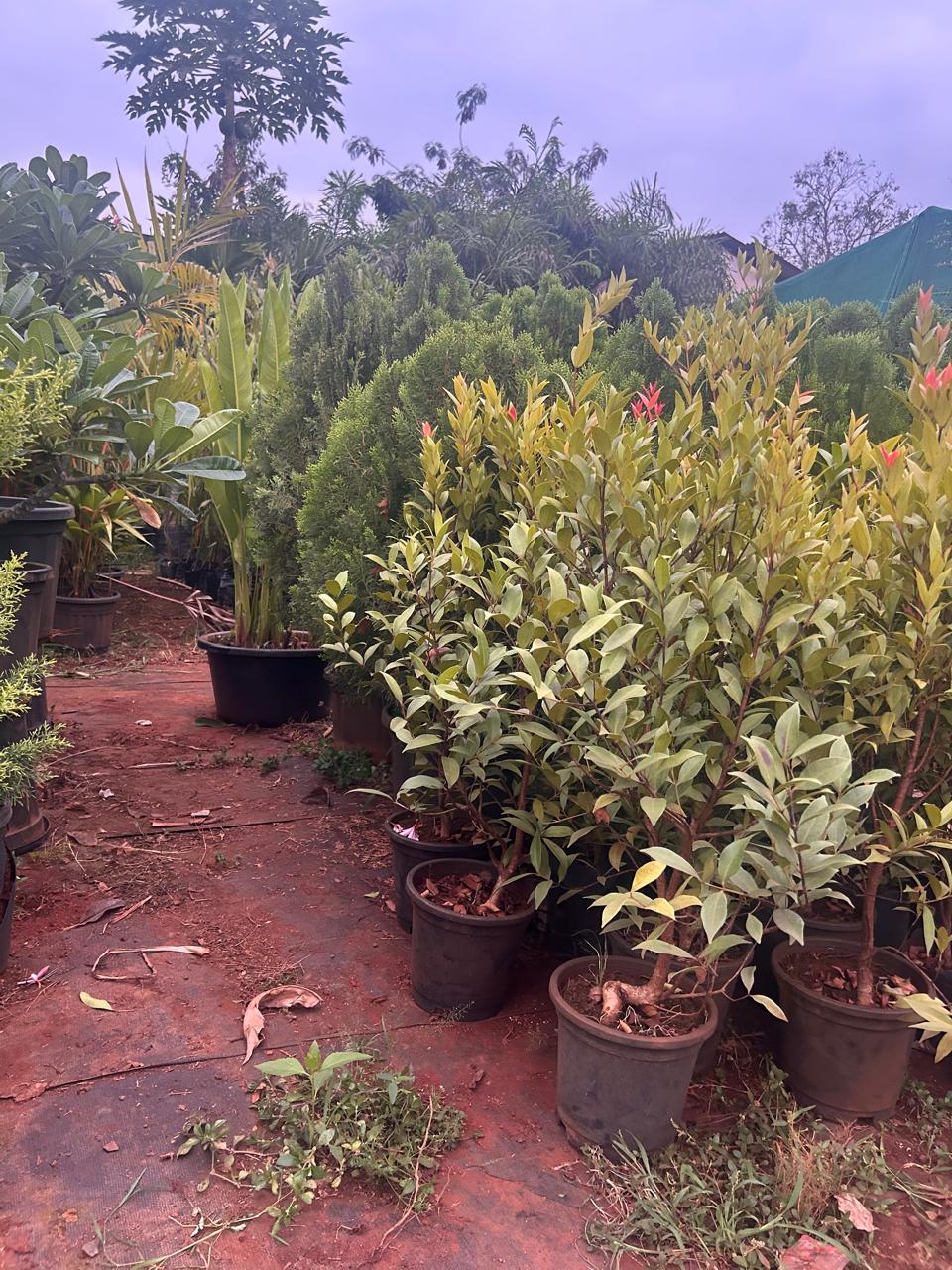 Tree plantation drive inauguration