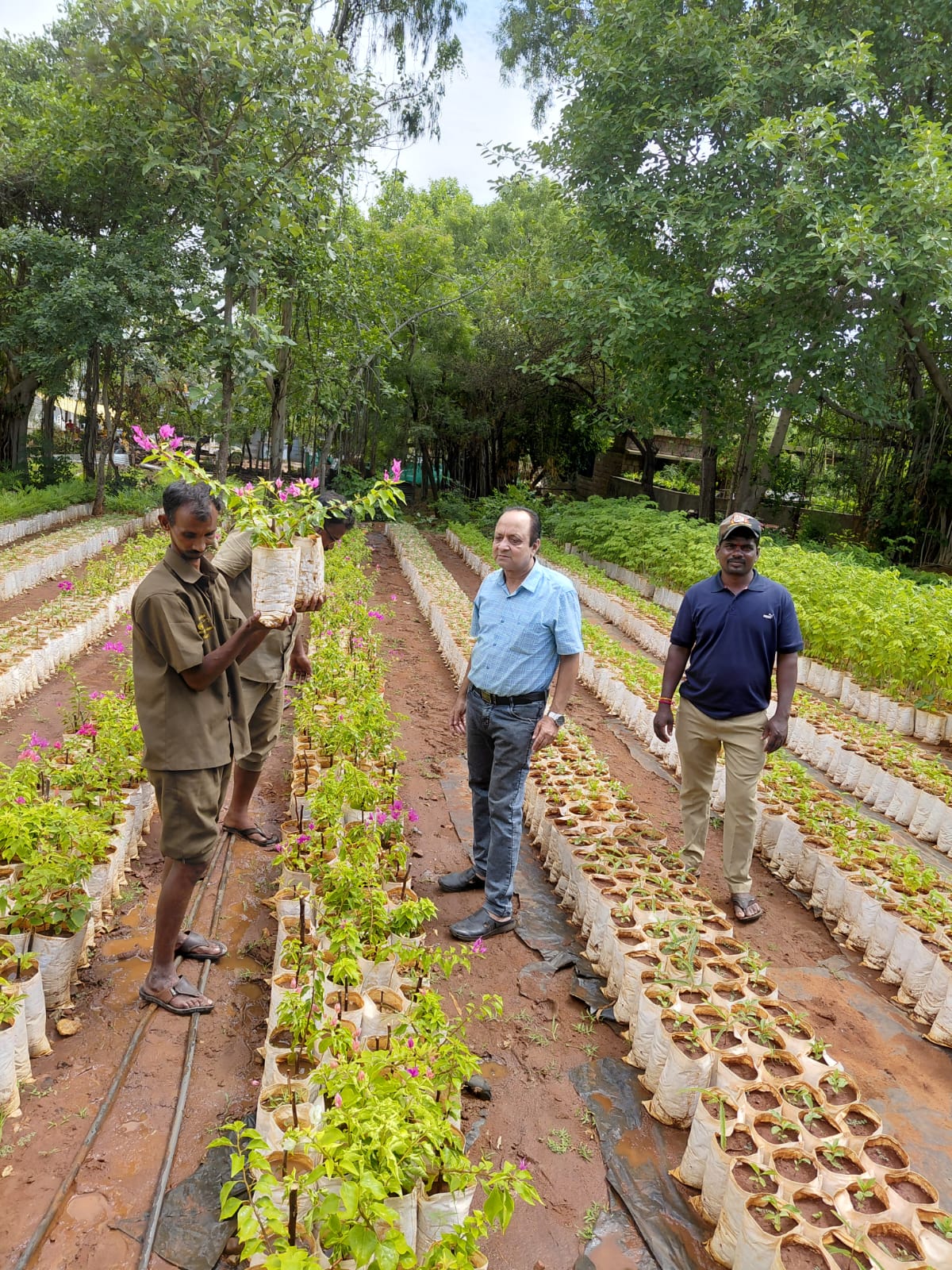 50 Trees Donated and Planted by Lions Club Jamkhandi
